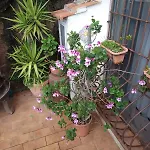 Bed and breakfast Al Geranio Furore